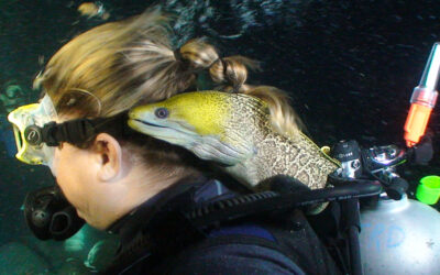 Frank, the cherished moray eel