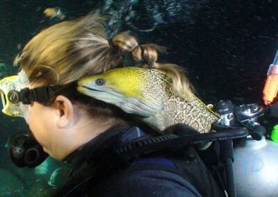 Frank, the cherished moray eel
