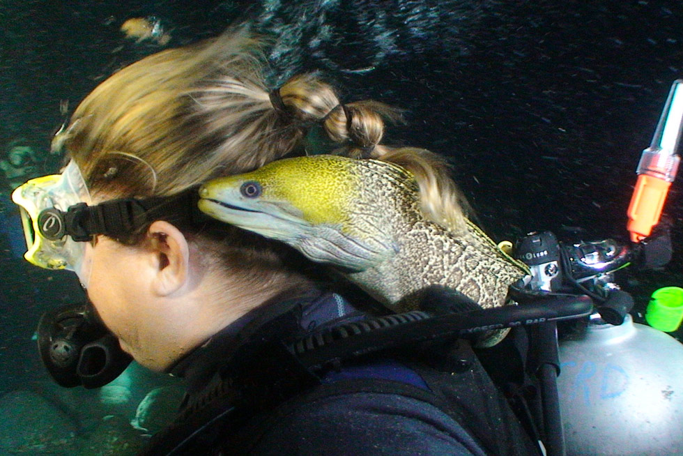 Frank, the undulated moray eel, during a manta ray dive in Kona, Hawaii Frank, the undulated moray eel, during a manta ray dive in Kona, Hawaii