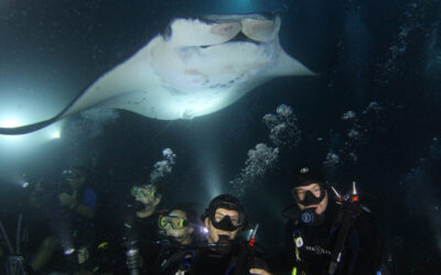 Are Manta Ray Expeditions Harmful to Manta Rays?