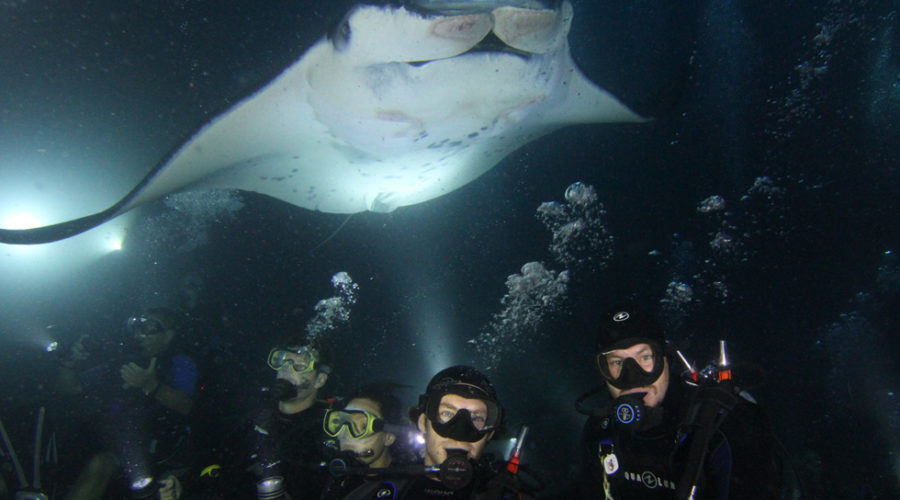Two scuba divers and manta rays - are manta ray diving and snorkeling harmful?