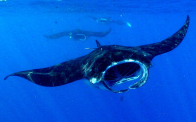 How much plankton do mantas eat?