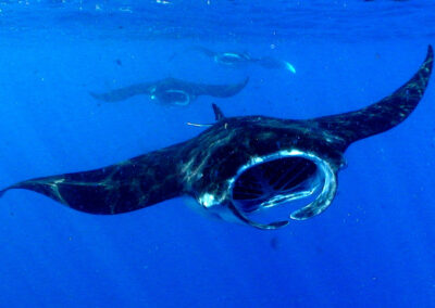 How much plankton do mantas eat?