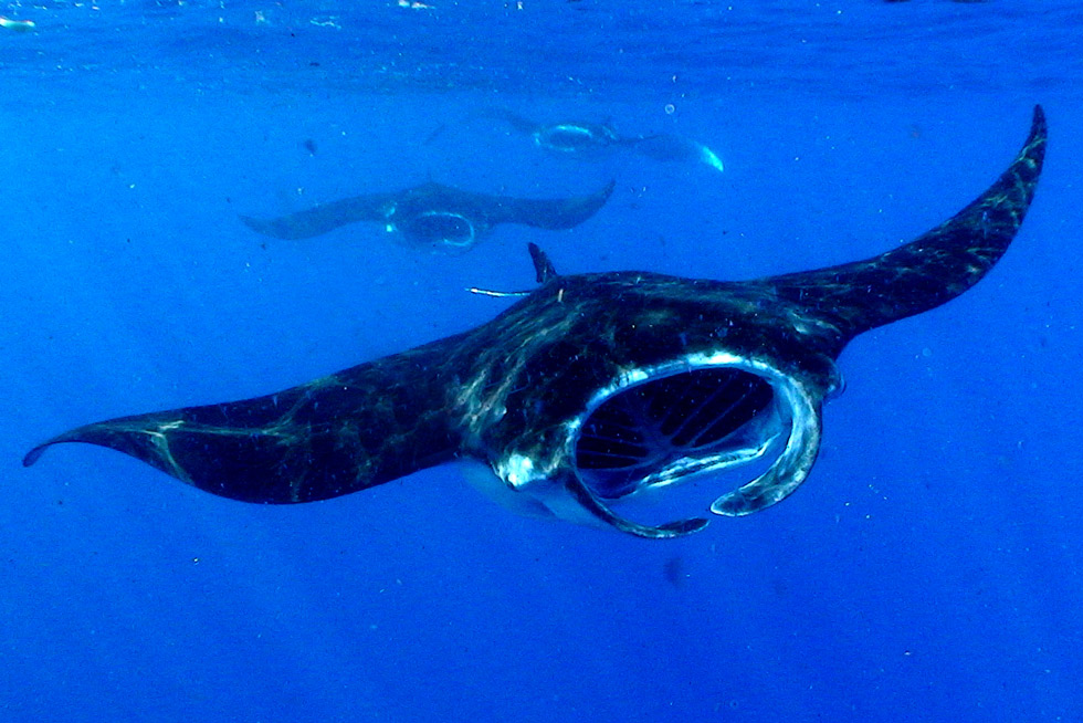 2020-BLOG-Featured-Image-How-much-plankton-mantas-eat-1 What and how do manta rays feed?