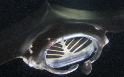 Dramatic Manta Rescue: Manta Ray Caught in Camera Equipment