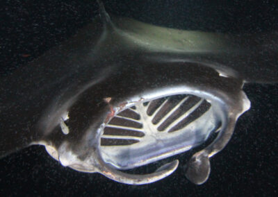 Dramatic Manta Rescue: Manta Ray Caught in Camera Equipment