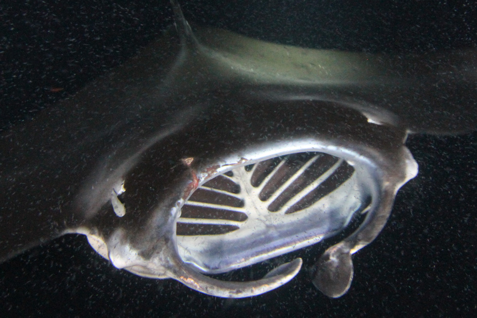 Dramatic manta rescue: young manta ray caught in camera equipment Dramatic manta rescue: young manta ray caught in camera equipment