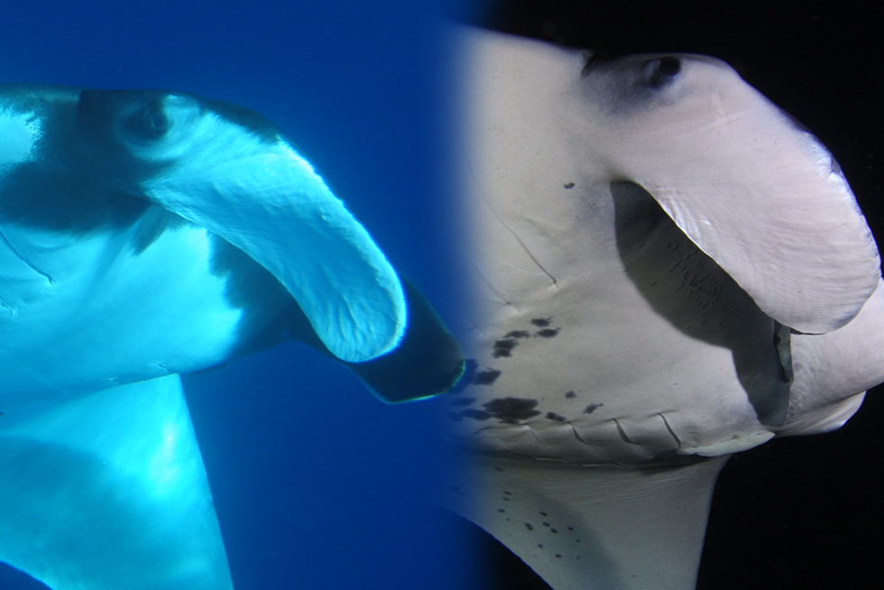 Picture of a (pelagic) giant manta on the left and a reef manta on the right