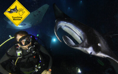 Why you should never ever touch a manta ray