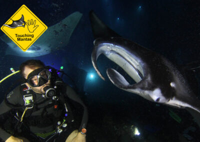 Why you should never ever touch a manta ray