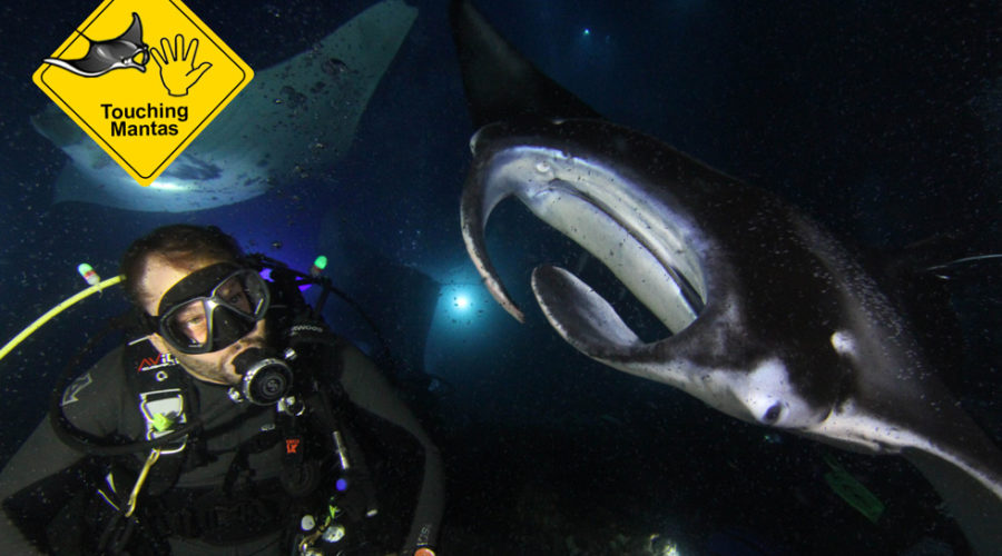 Why you shouldn't touch a manta ray