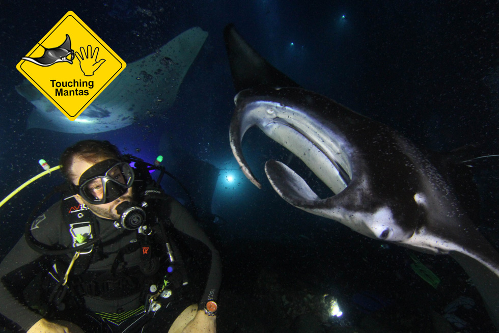 2020-BLOG-Featured-Image-Touch-a-manta-ray-1 Why you shouldn't touch a manta ray