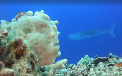 Shark Underwater Photobomb