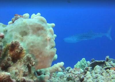 Shark Underwater Photobomb