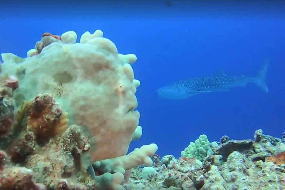 2020-BLOG-Featured-Image-Whaleshark-Photobomb-1 Shark underwater photobomb - frogfish on the foreground, while a whale shark swims by in the background
