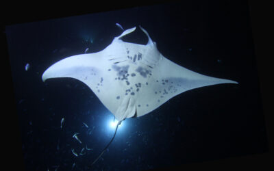 Are Manta Rays Dangerous?
