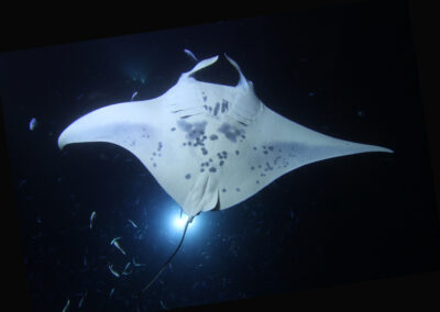 Are Manta Rays Dangerous?