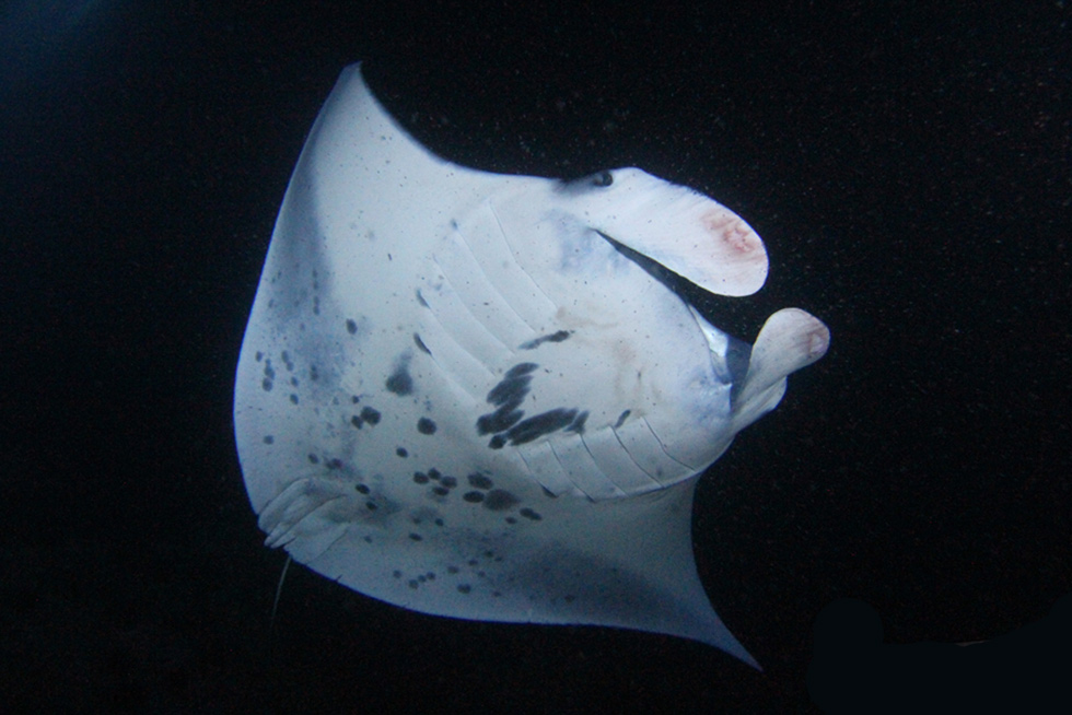 Each reef manta has a unique spot pattern on the underside - picture of a manta ray's belly with spot pattern.