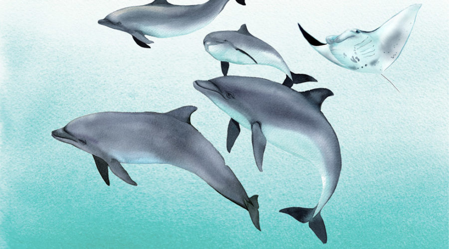 Notch, the Rescued Dolphin - a children's book featuring Hawaiian marine life