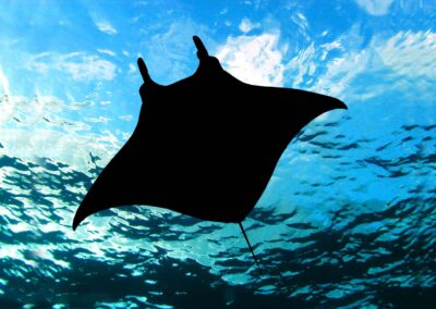 The Transformational Experience of Swimming with Manta Rays