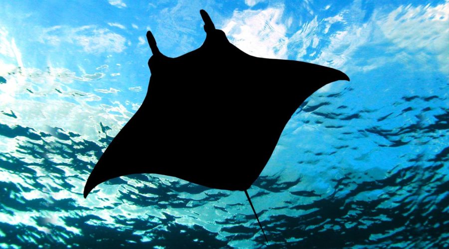 Swimming with manta rays can be a profoundly spiritual experience