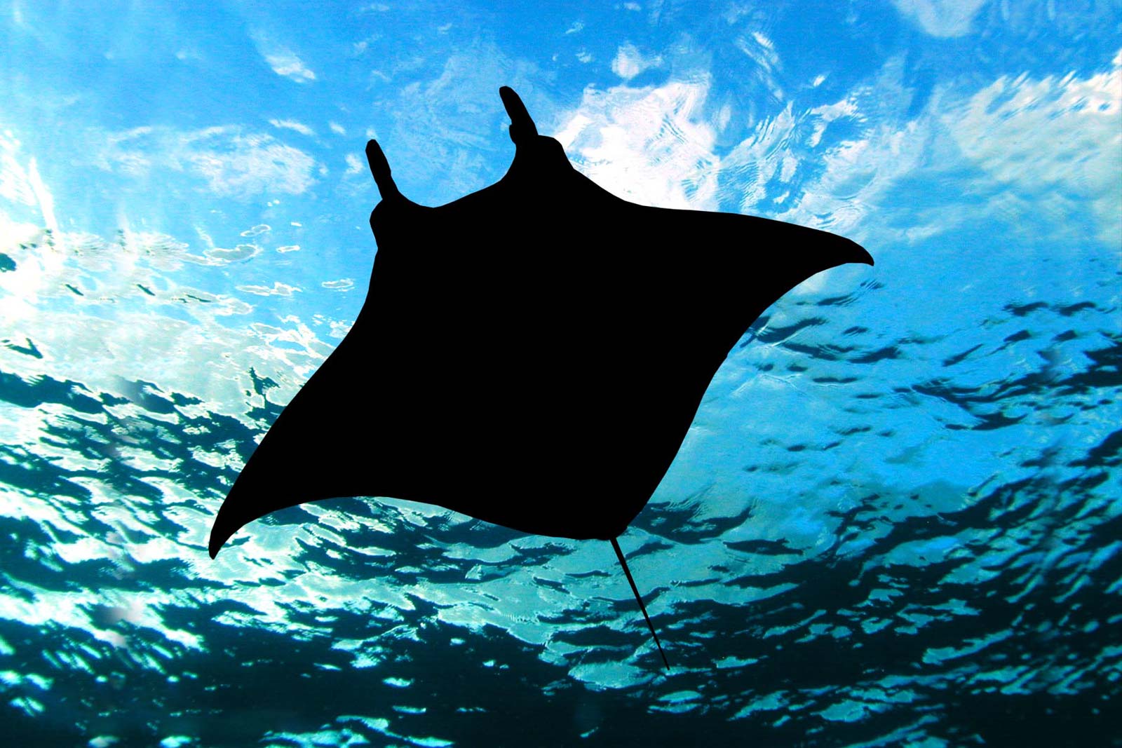 Swimming with manta rays can be a profoundly spiritual experience