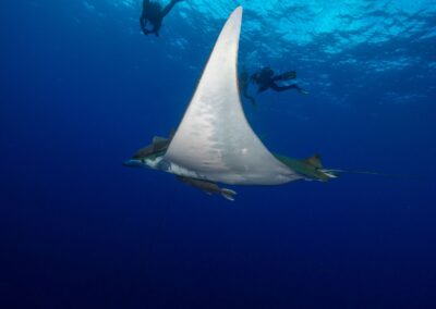Guidelines for Interacting with Manta Rays
