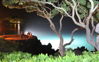 The 3 Manta Ray Viewing Sites in Kona, Hawaii
