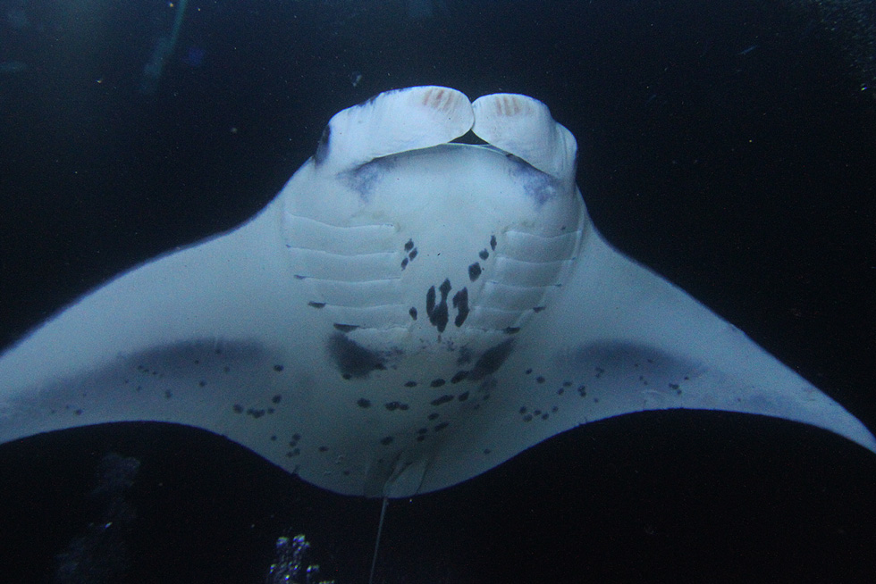 2020-PAGES-Featured-Image-LM-eBook-Manta-Facts-and-Figures-1 Manta Ray Ebook