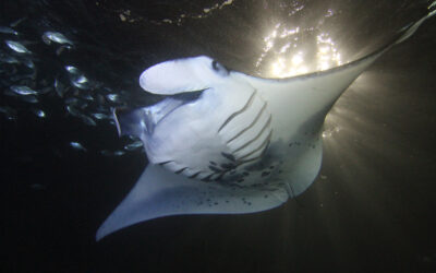 What’s so Special about the Manta Rays of the Kona Coast?