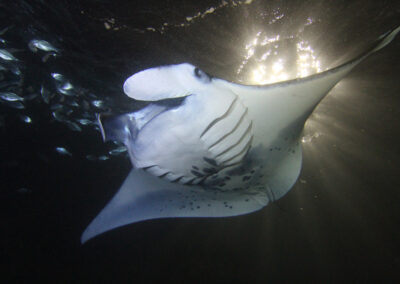 What’s so Special about the Manta Rays of the Kona Coast?