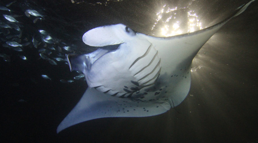 Manta Rays along the coast of Kona, Hawaii