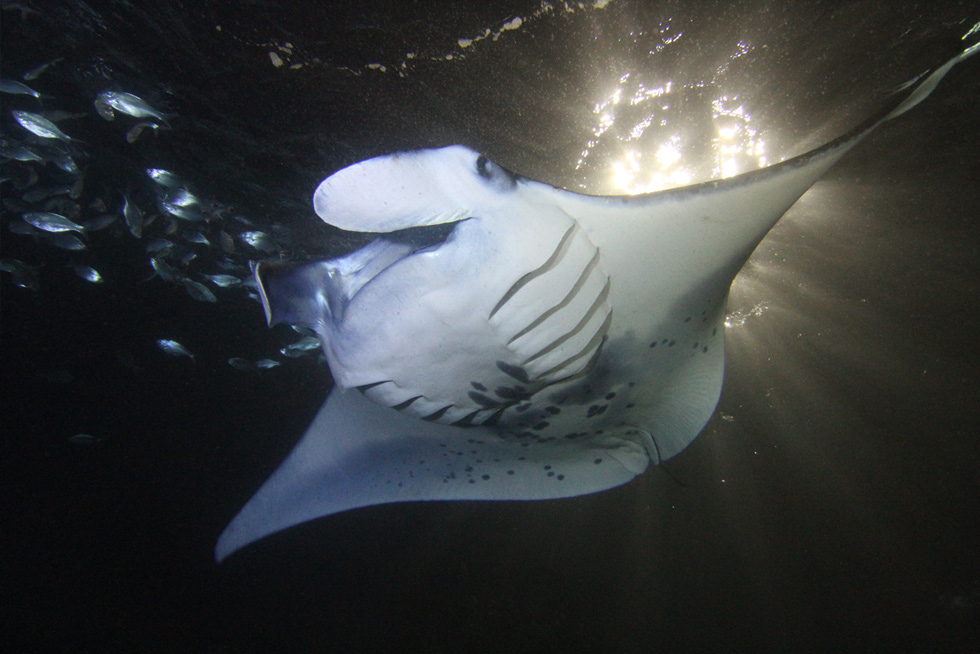 2020-PAGES-Featured-Image-MRA-Swim-1 Manta Rays along the coast of Kona, Hawaii