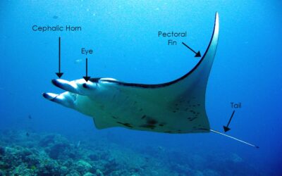 The Anatomy of Manta Rays