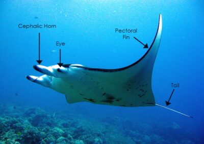 The Anatomy of Manta Rays
