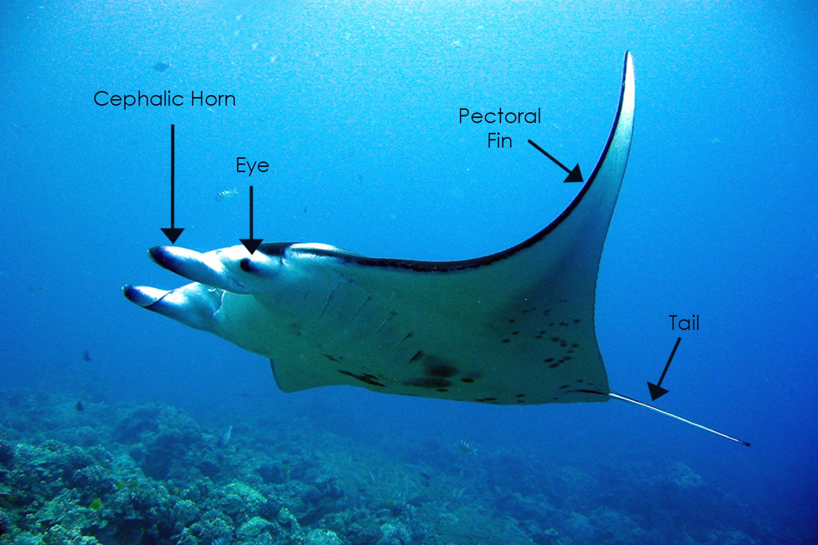 Mobula Alfredi: manta ray anatomy manta ray anatomy: picture with arrows pointing to the cephalic horn, eye, pectoral fin and eye of a reef manta ray.
