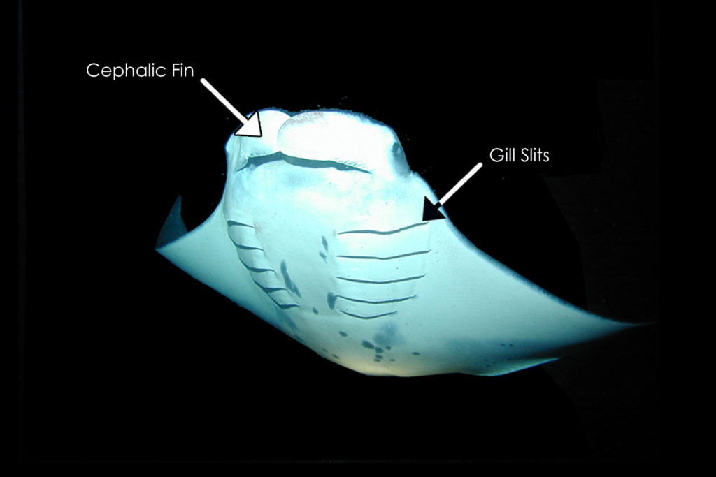 Picture of manta ray with arrows pointing to the cephalic fin and gill slits