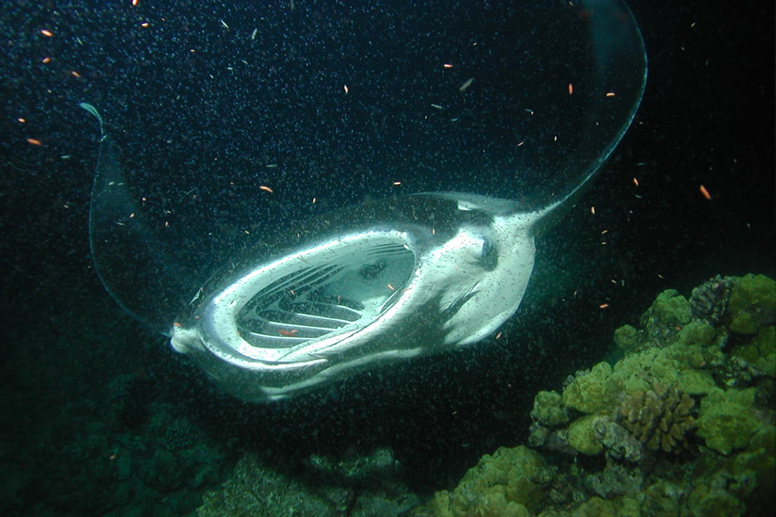 Mobula-Alfredi-Image-Filter-Feeding-1 Manta ray filter-feeding on plankton
