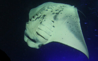 Why do Manta Rays Twirl when they’re Eating?