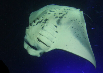 Why do Manta Rays Twirl when they’re Eating?