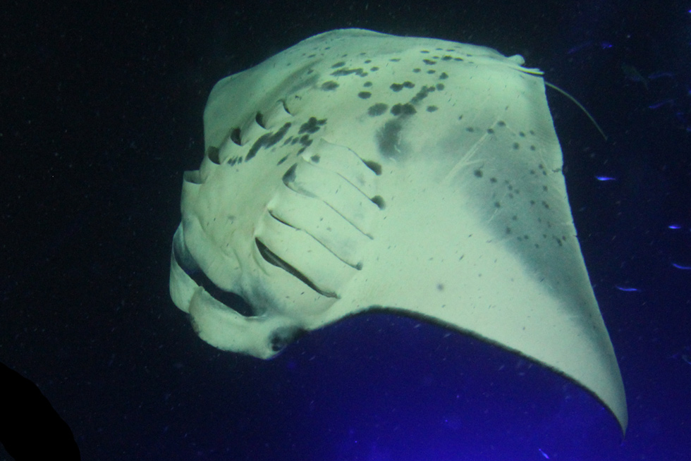 2020-BLOG-Featured-Image-Mantas-Twirl-1 Featured image of a manta ray twirling while feeding