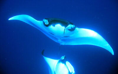 All About the Mysterious Giant Manta Ray