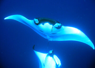 All About the Mysterious Giant Manta Ray