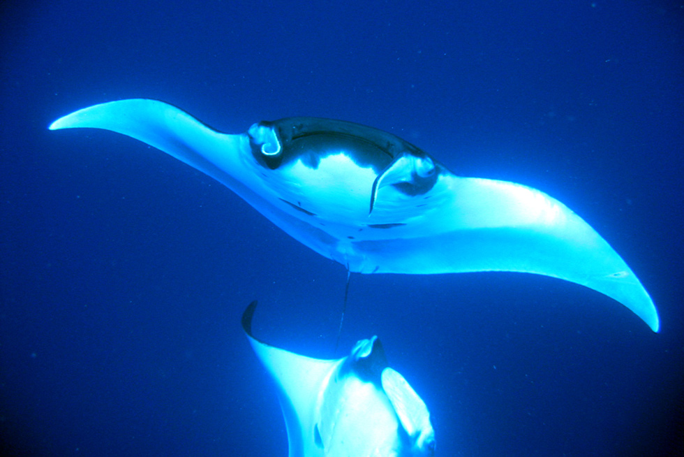 Two giant oceanic manta rays in their natural habitat