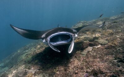 How do Manta Rays Sleep?