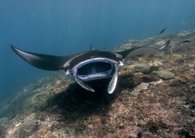 How do Manta Rays Sleep?
