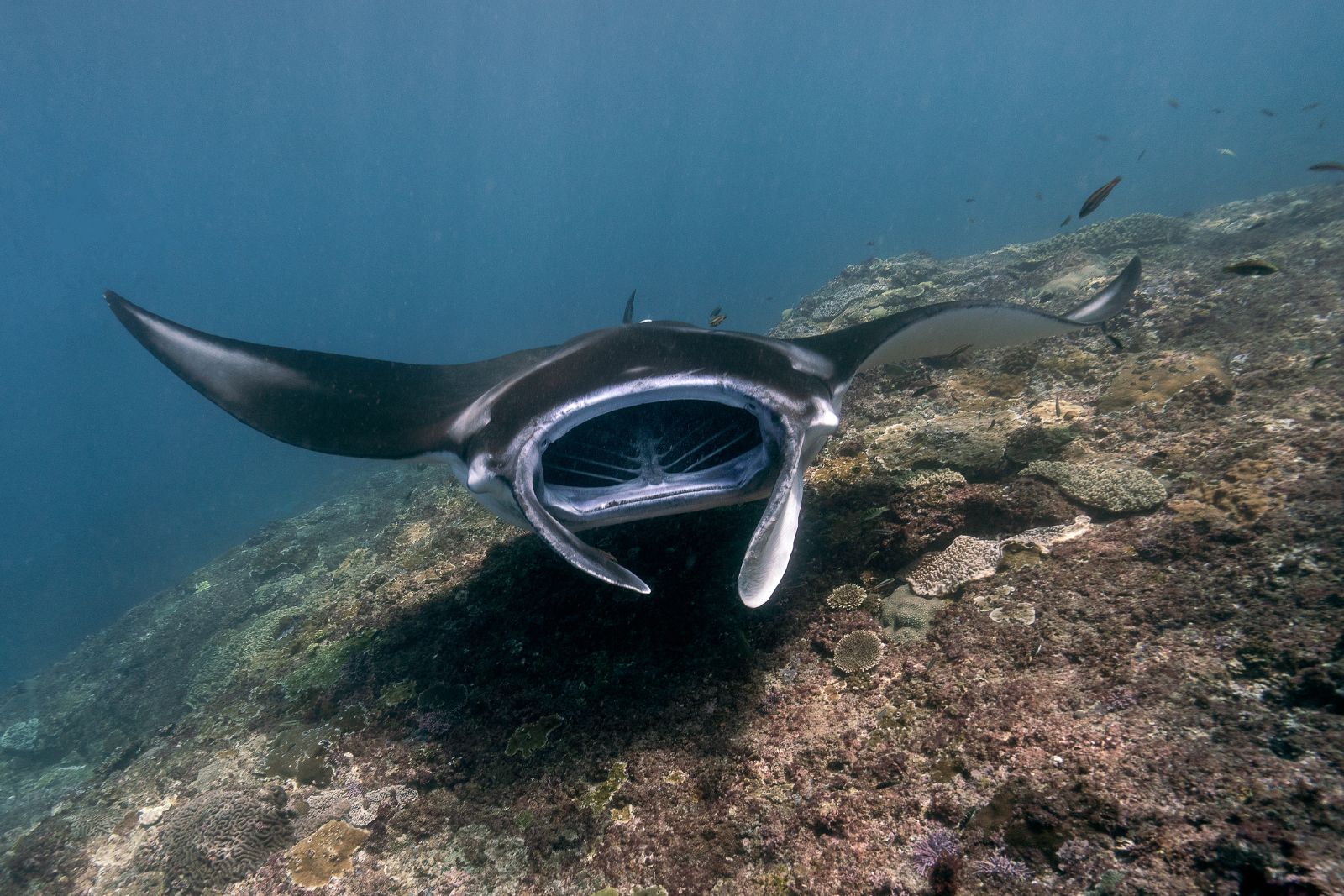 How do manta rays sleep? Image of a manta ray swimming near the reef