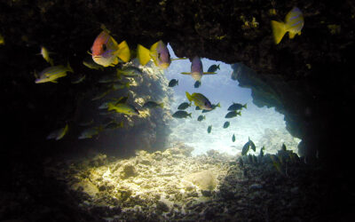 7 Ocean Conservation Charities We Love and Support