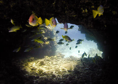 7 Ocean Conservation Charities We Love and Support