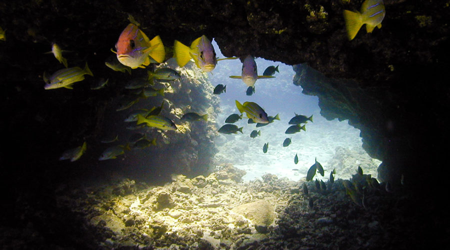 Support ocean conservation groups that make an impact and protect marine ecosystems
